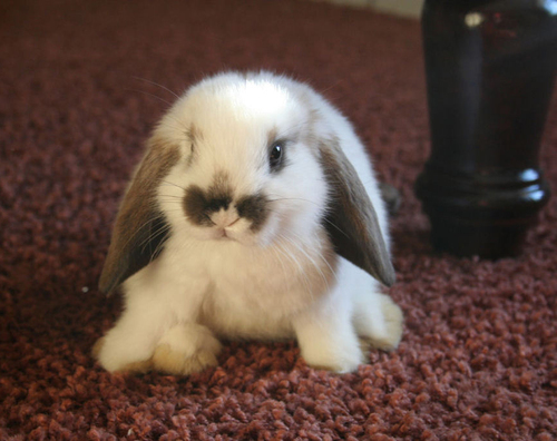 baby-bunny.jpg