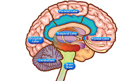 Brain Function Map3 Brain Function Map3
