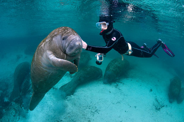 Slavenka & Obi: Florida's friendly manatees photographed by Alexander