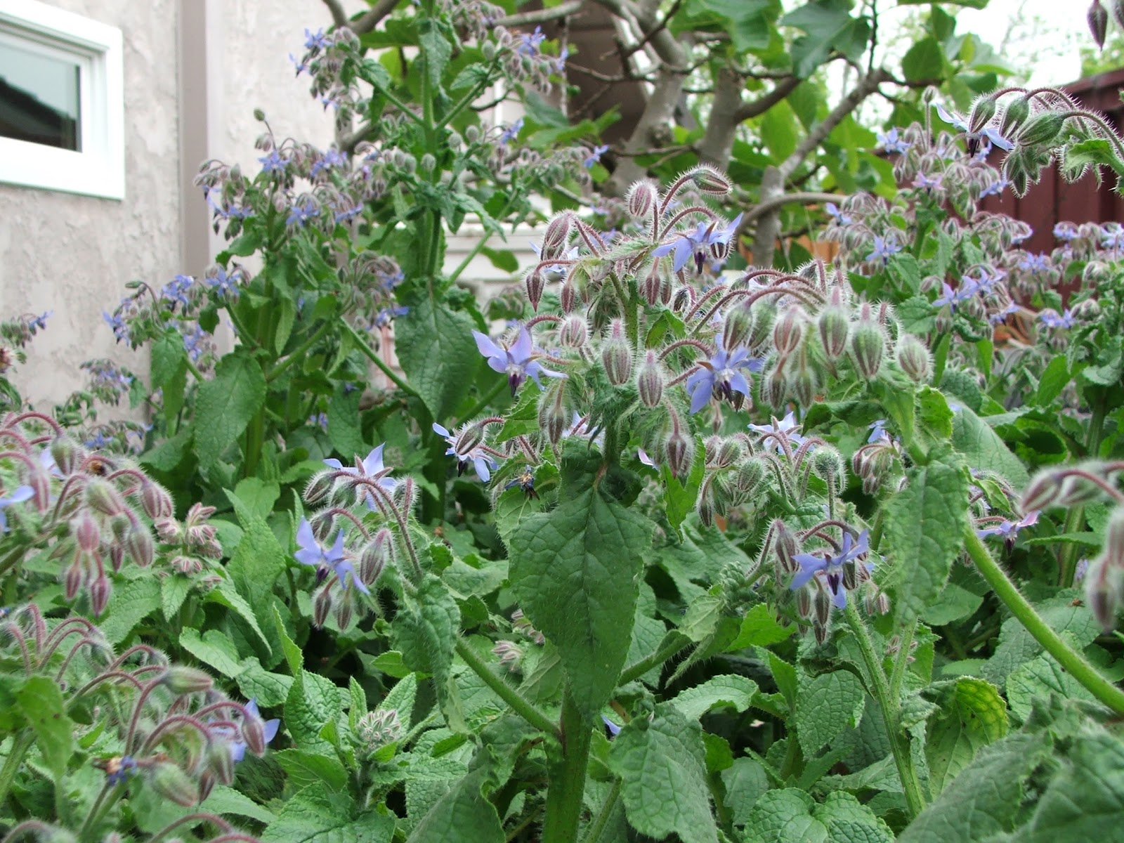 Garden and Bliss Borage in the Garden