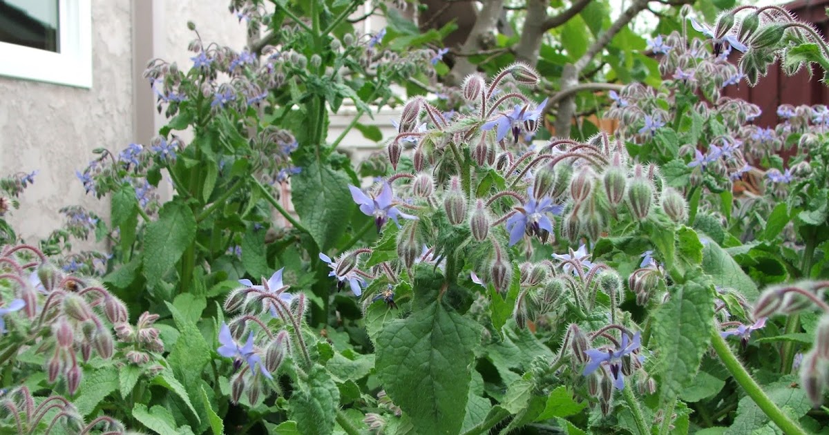 Garden and Bliss Borage in the Garden
