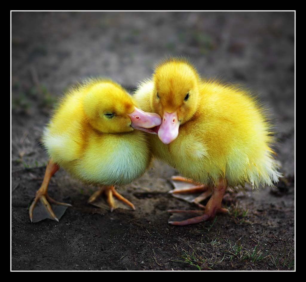 Love Duck