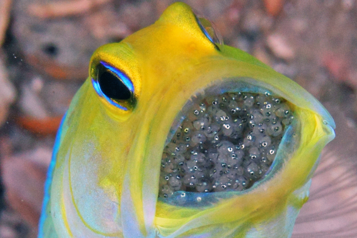 Real Monstrosities Jawfish
