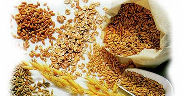 Is Grain Free Cat Food Really Better Is Grain Free Cat Food Really Better
