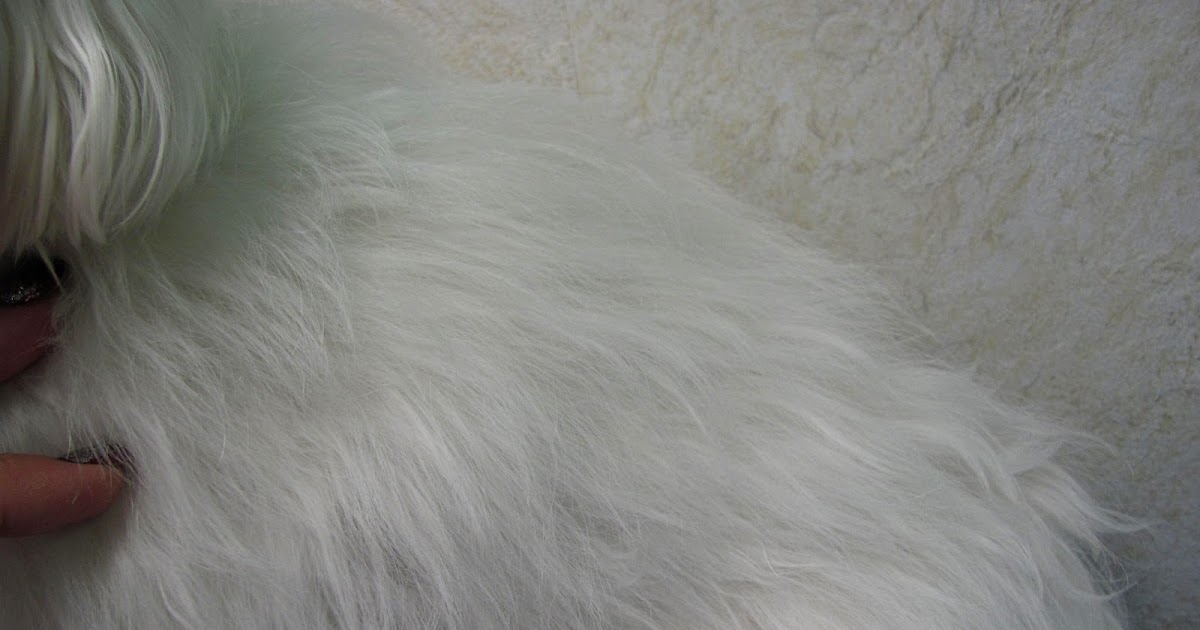 Grooming Your Furry Friend What Does it Mean When My Groomer Says My