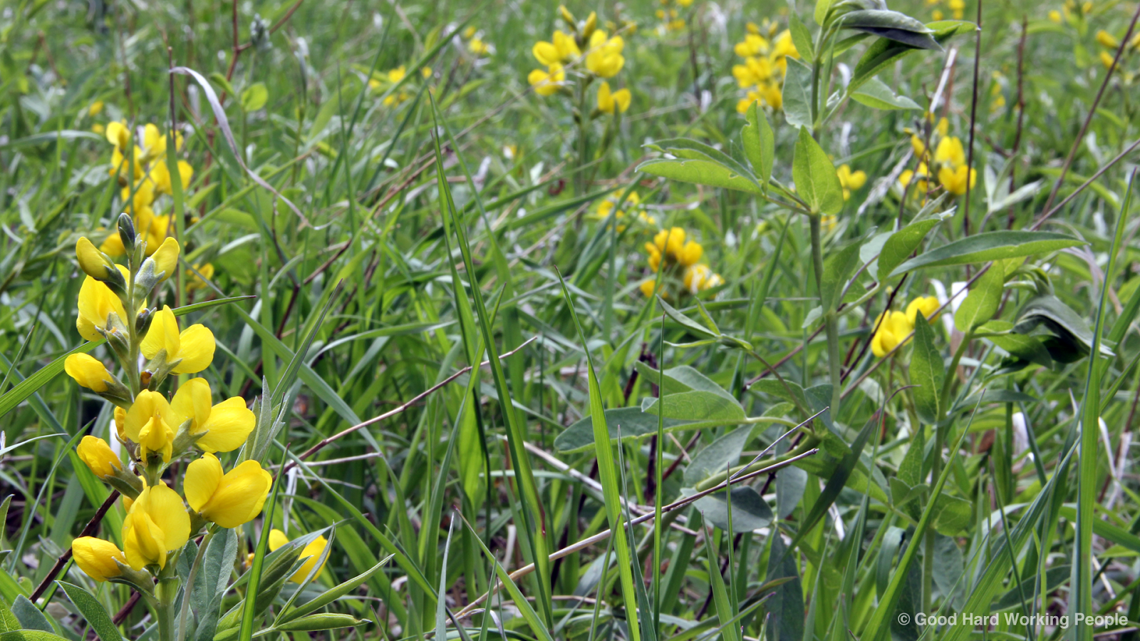 Photos of Colorado Wildflowers in Spring