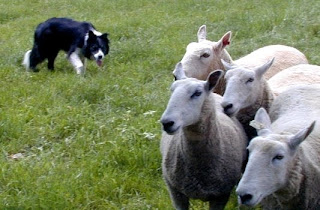 border collie dog puppy puppies breed animal wallpaper scotch sheep dog border collie dog puppy puppies breed animal wallpaper scotch sheep dog