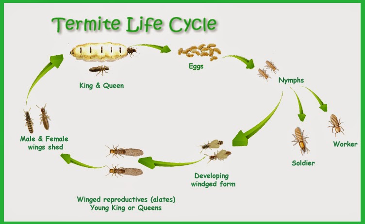 Jangan Susah Hati Petua Menghalau Anai Anai Di Rumah