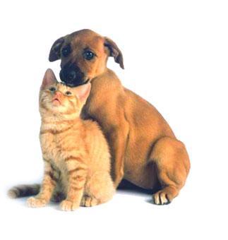 Thepipershihtzu Dog People Cat People