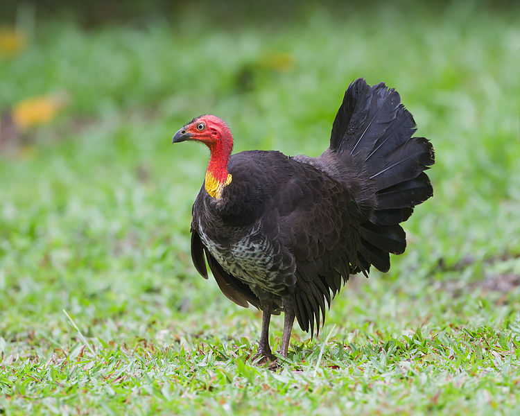 All About Animal Wildlife Australian Brush Turkey Facts and ImagesPhotos