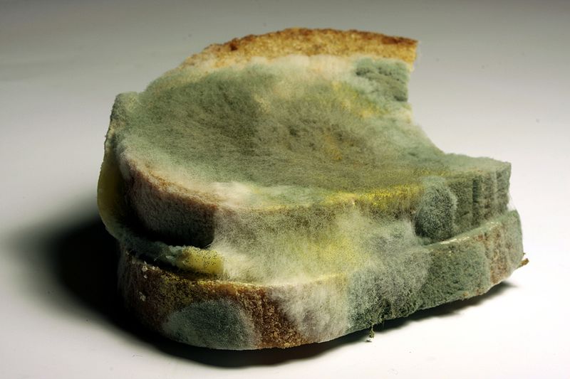moldy%2Bbread.JPG