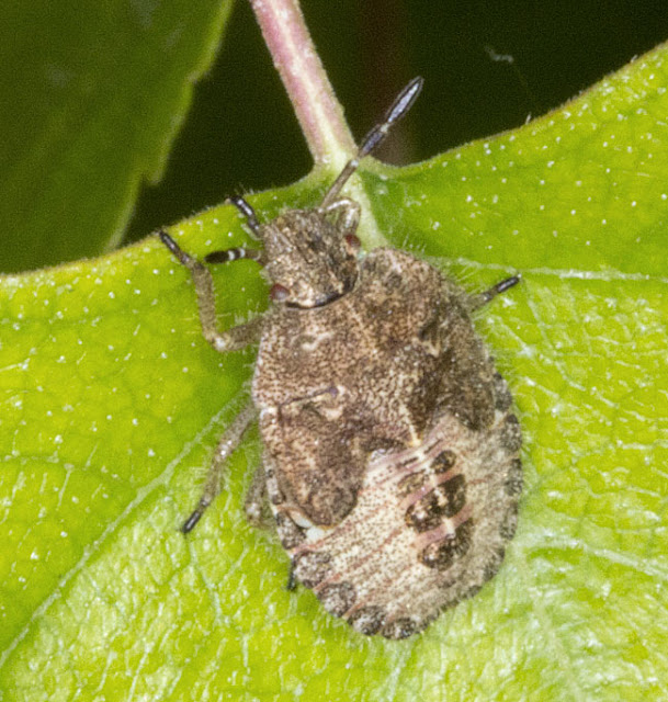 Sloe bug, Dolycoris baccarum. Late instar nymph. Orchid Bank, High Elms Country Park, 30 July 2011. Sloe bug, Dolycoris baccarum. Late instar nymph. Orchid Bank, High Elms Country Park, 30 July 2011.
