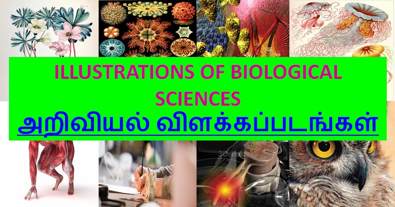 ILLUSTRATIONS OF BIOLOGICAL SCIENCES  - அறிவியல் விளக்கப்படங்கள்