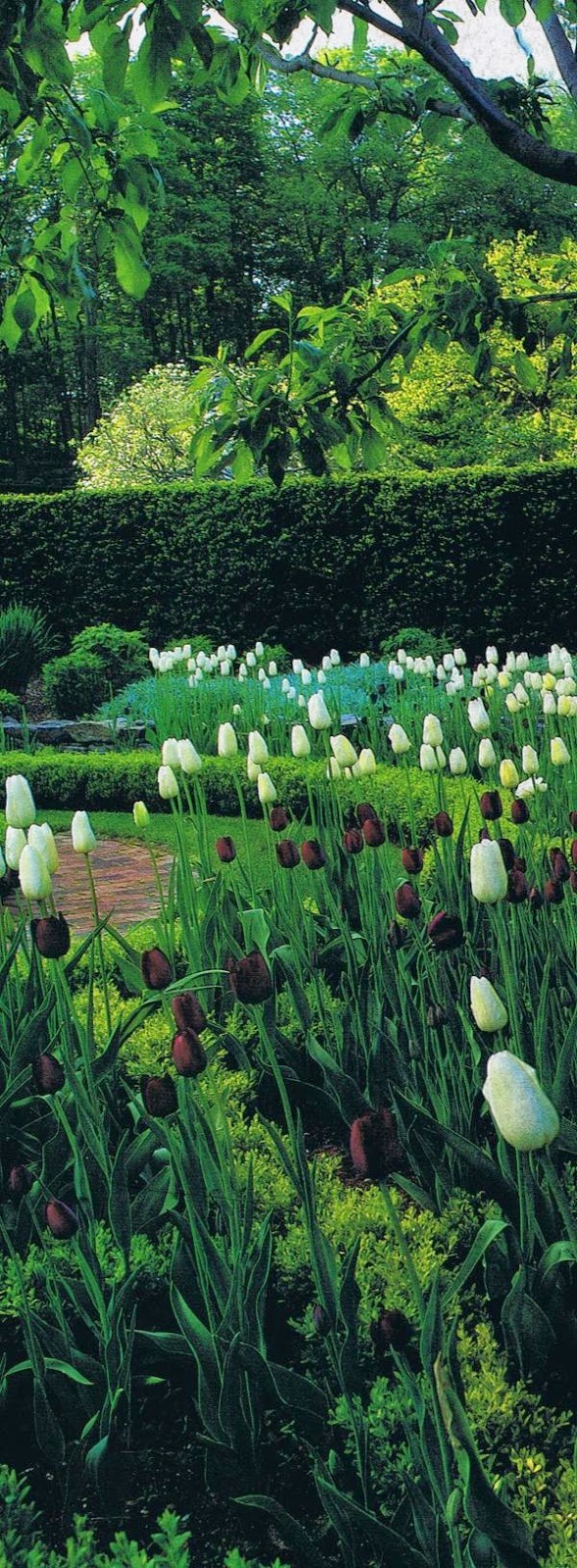 The Garden The Garden