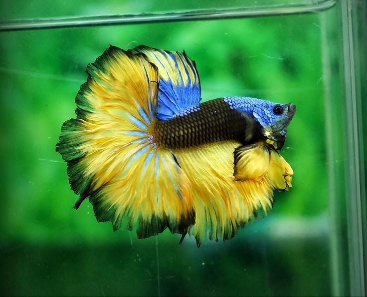 Mon aquarium 3ec859e9d4510e142b80b35a834137ec