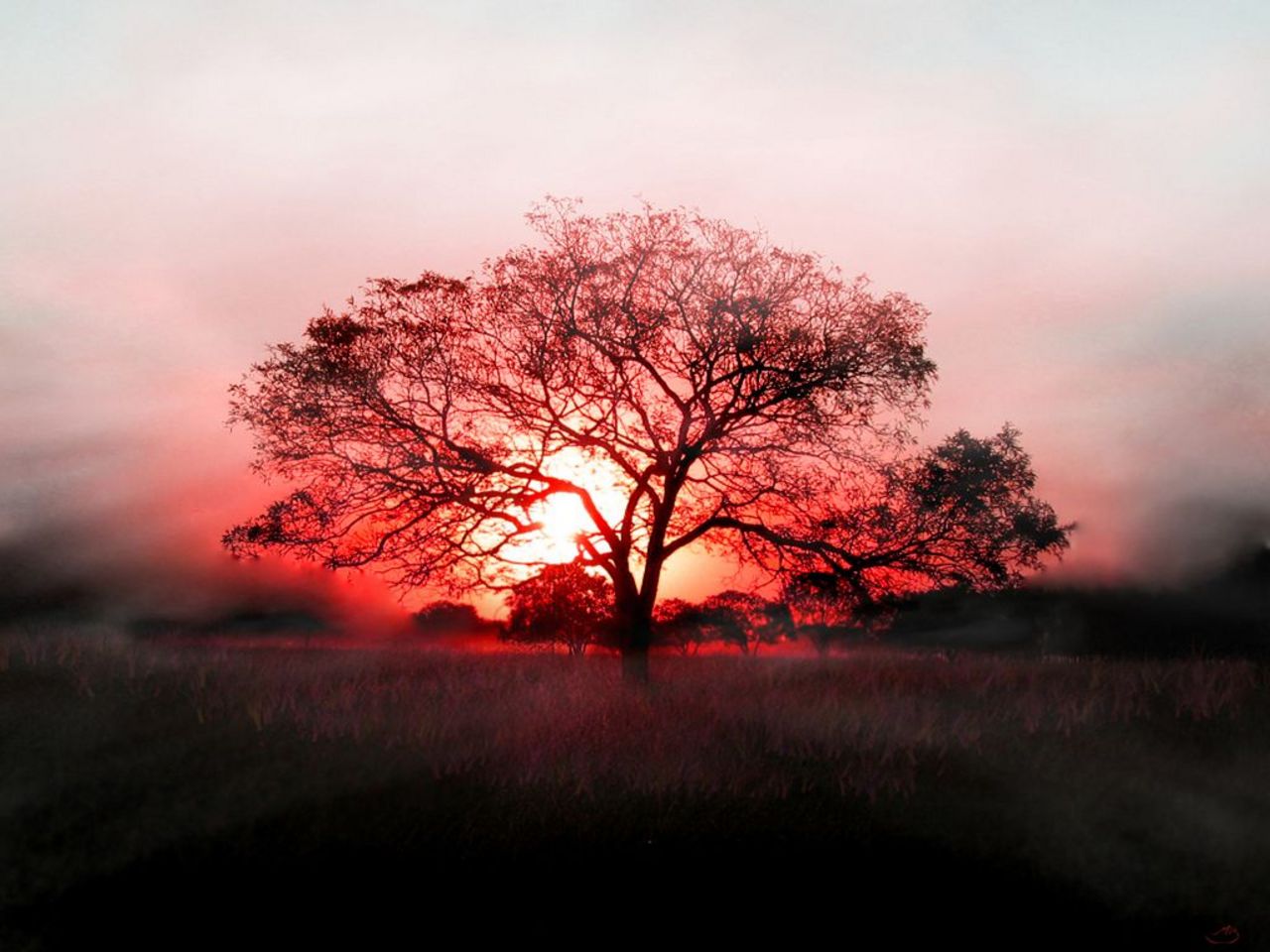Wallpaper hd nature free red tree wallpaper hd Wallpaper hd nature free