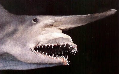 Most Disgusting Fishes pictures
