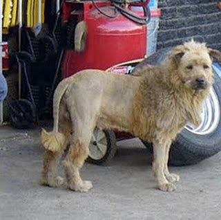 Funny DOG Pictures