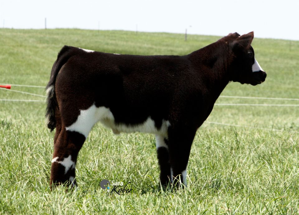 Heat Wave Steer FaberKober Show Cattle Lautner Farms