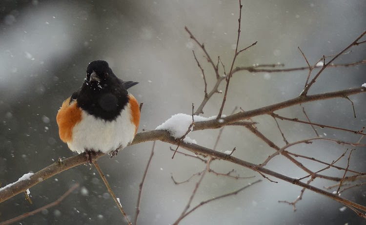 With his feathers puffed up for maximum insulation, this Eastern Towhee looks warm...and gorgeous! A towhee sitting on a snow-covered branch while snowflakes fall all around has puffed up his feathers for insulation. He's warm and comfortable!