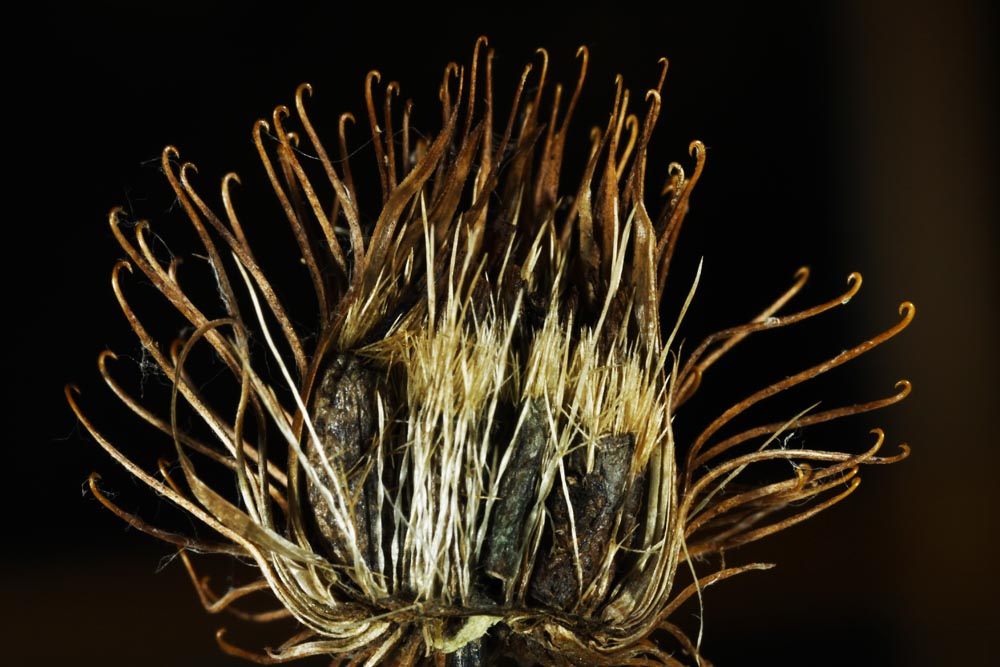 burdock burrs
