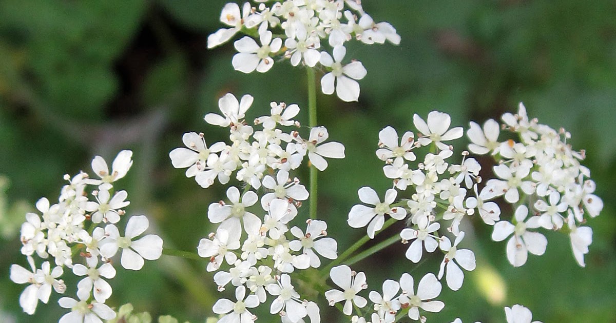 Cow Parsley Naturally