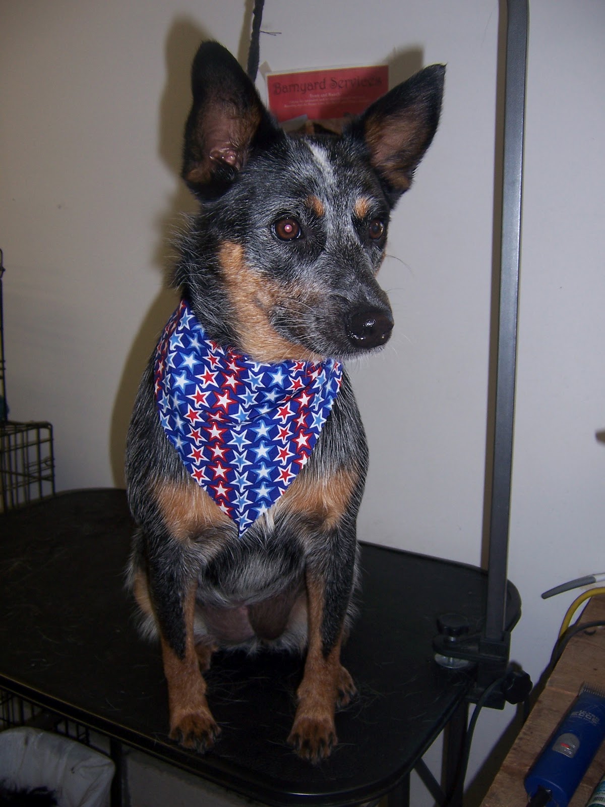 Parkside Grooming of Sheridan Wyoming July 2012