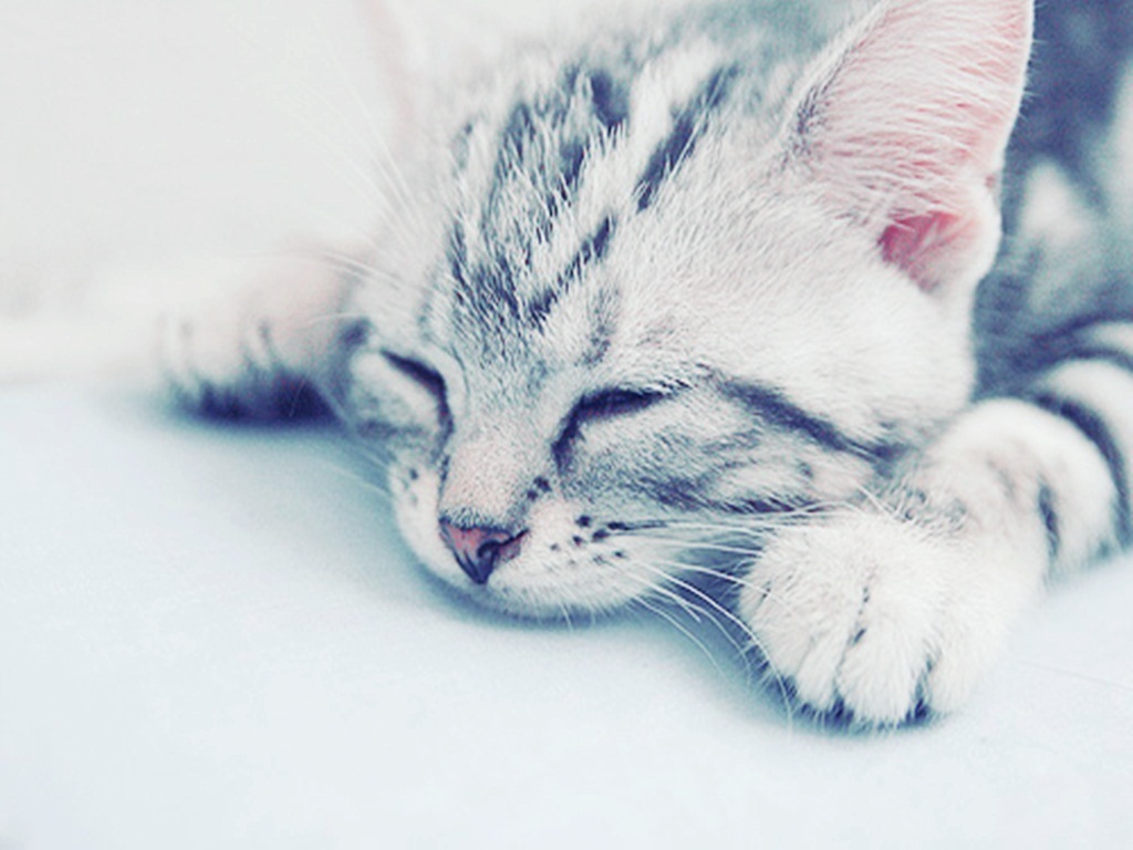 How To Feed A Cat To Stop Drooling How To Feed A Cat To Stop Drooling