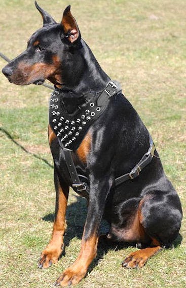 Dog Breeding And The Tax Man Dog Breeding And The Tax Man