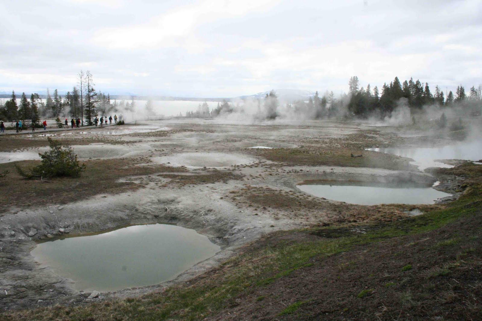 Huckleberry Yellowstone National Park