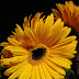 Today's Flowers:  Gerbera Daisy