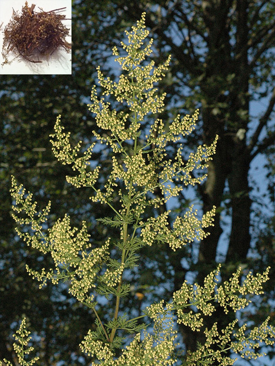 Artemisia annua L. (Fam. Asteraceae)