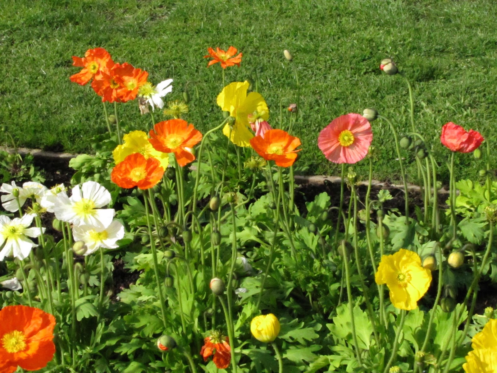 photographing New Zealand poppies galore