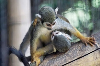 Funny animals pictures