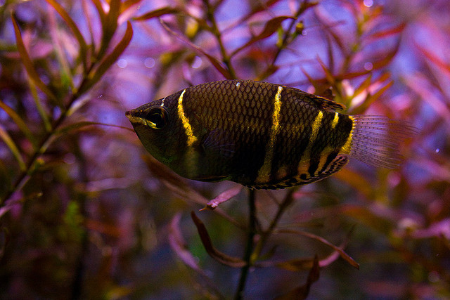 Photo of Chocolate Gourami Sphaerichthys osphromenoides