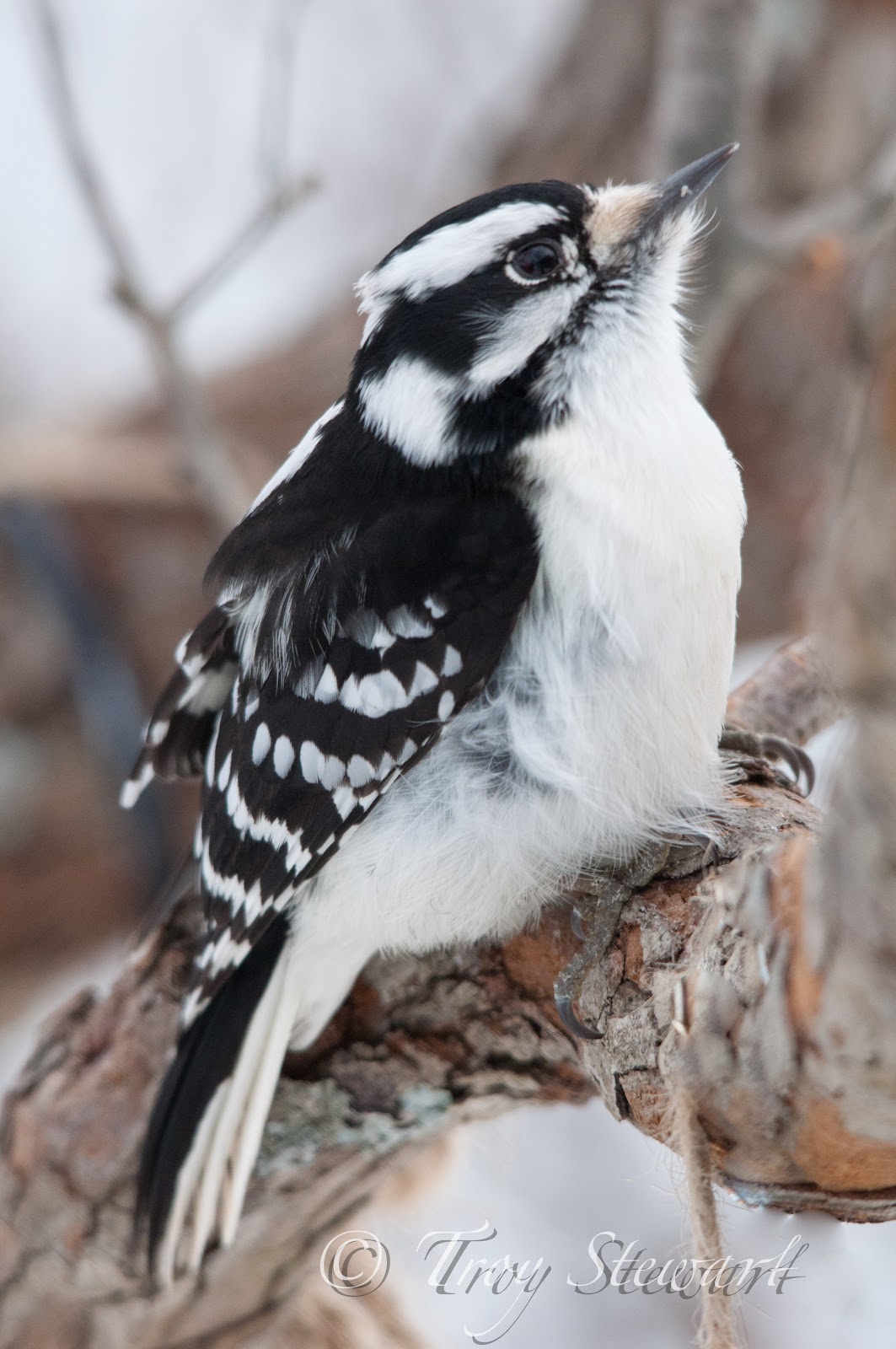 Photos from the Point: Eastern Woodpeckers