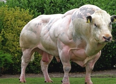 Super steroid cow