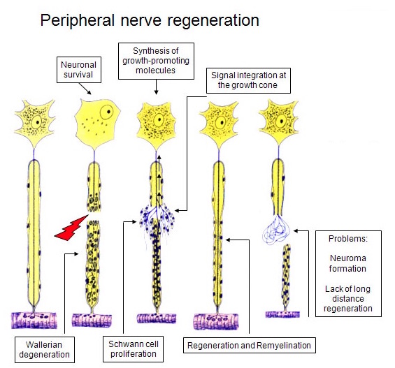 communication process neurons brain essays How mirror neurons allow us to learn and socialize by going through the motions in light on problems such as autism that may arise when this process goes. communication process neurons brain essays How mirror neurons allow us to learn and socialize by going through the motions in light on problems such as autism that may arise when this process goes.