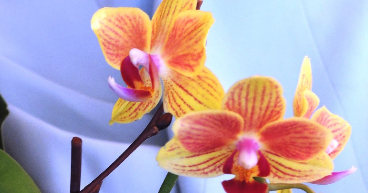 ribbonsmyth Tiger Lily Orchids