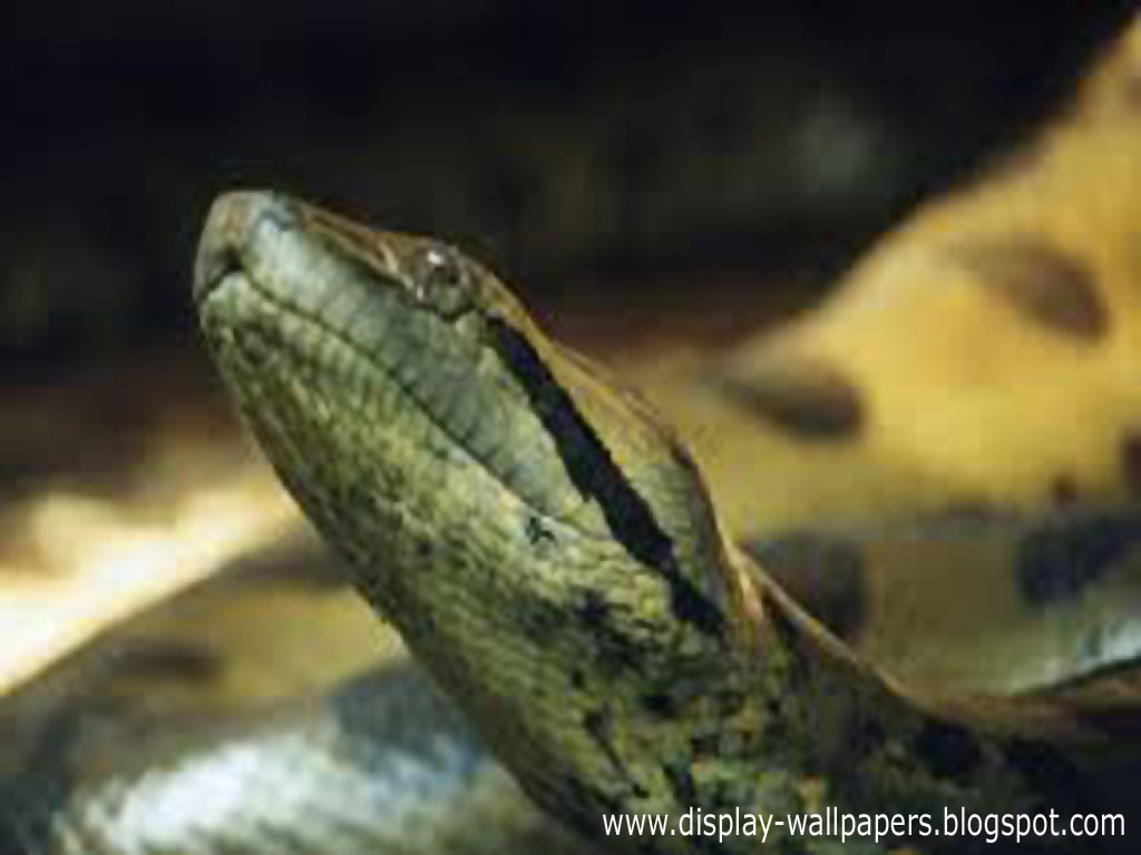 http://4.bp.blogspot.com/-DLdr6R45Zno/UZoe2XPBs2I/AAAAAAAAFa0/Ju13iPUSQNY/s1600/Great-Anaconda-Snake-Wallpapers-8.jpg