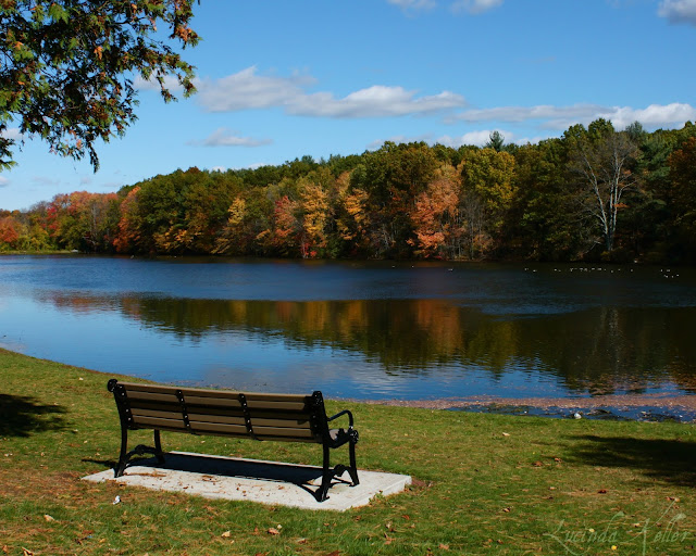 Cobalt Violet Autumn's Glory in New England! Shrewsbury, Massachusetts and Dean Park