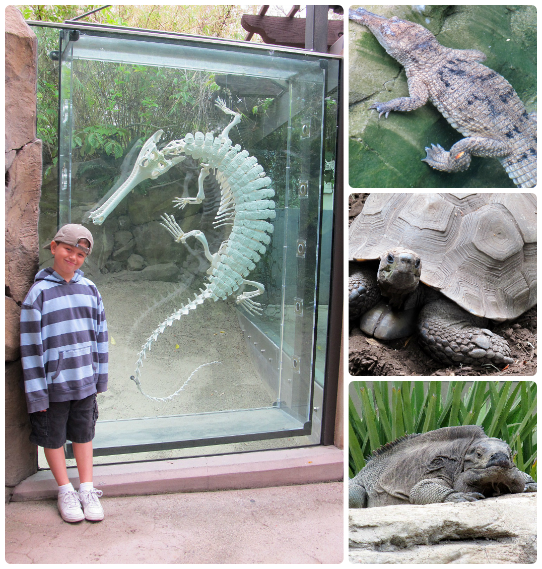 Life with Dylan: Our long awaited walk with the reptiles at San Diego Zoo