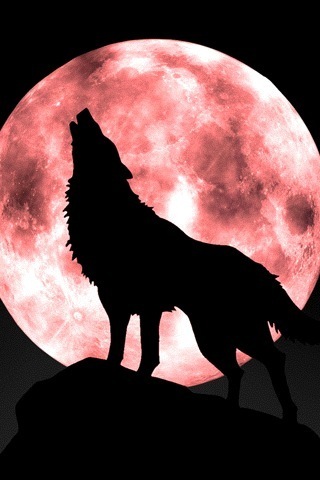 Wolf N Moon