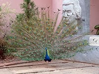 PEACOCK IN HAVANA