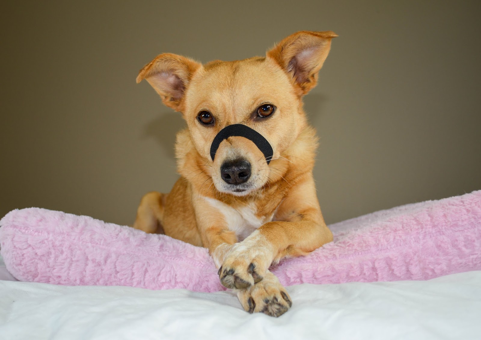 Should I Muzzle My Dog To Stop Barking Should I Muzzle My Dog To Stop Barking