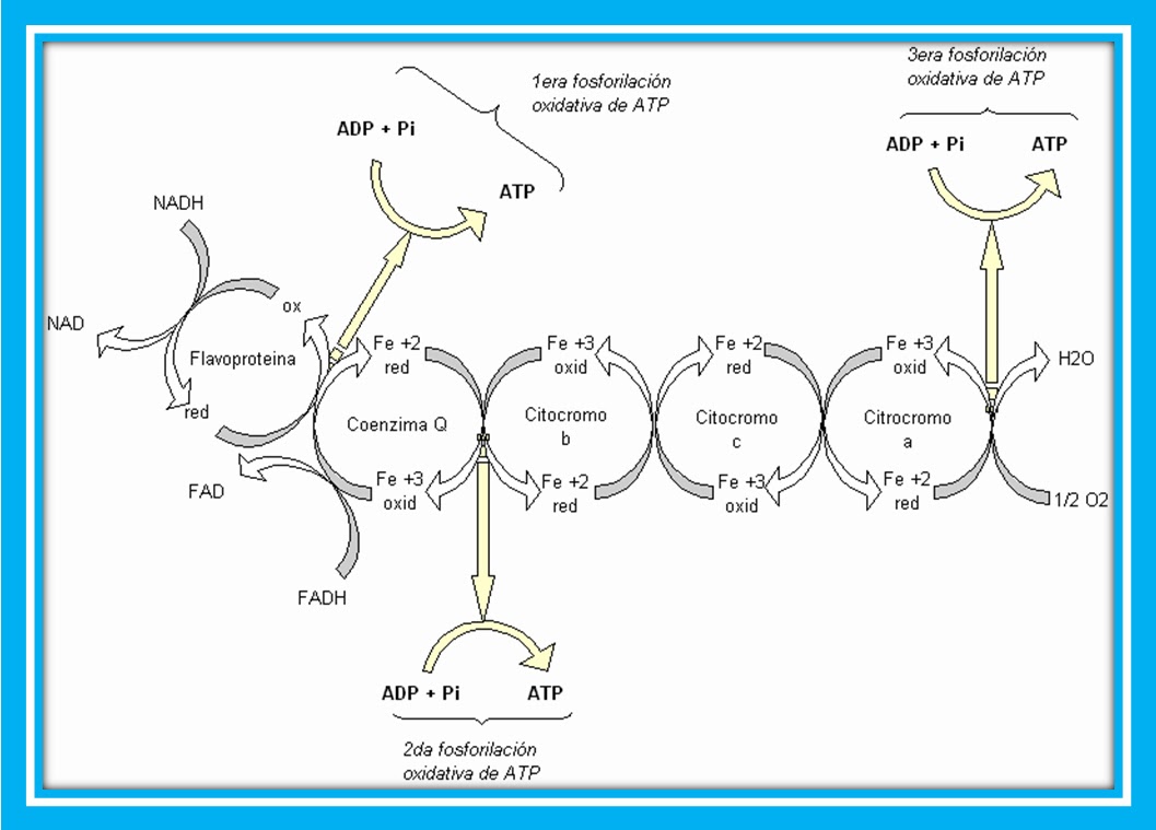 LICENCIATURA EN ENFERMERIA Y OBSTETRICIA CADENA RESPIRATORIA