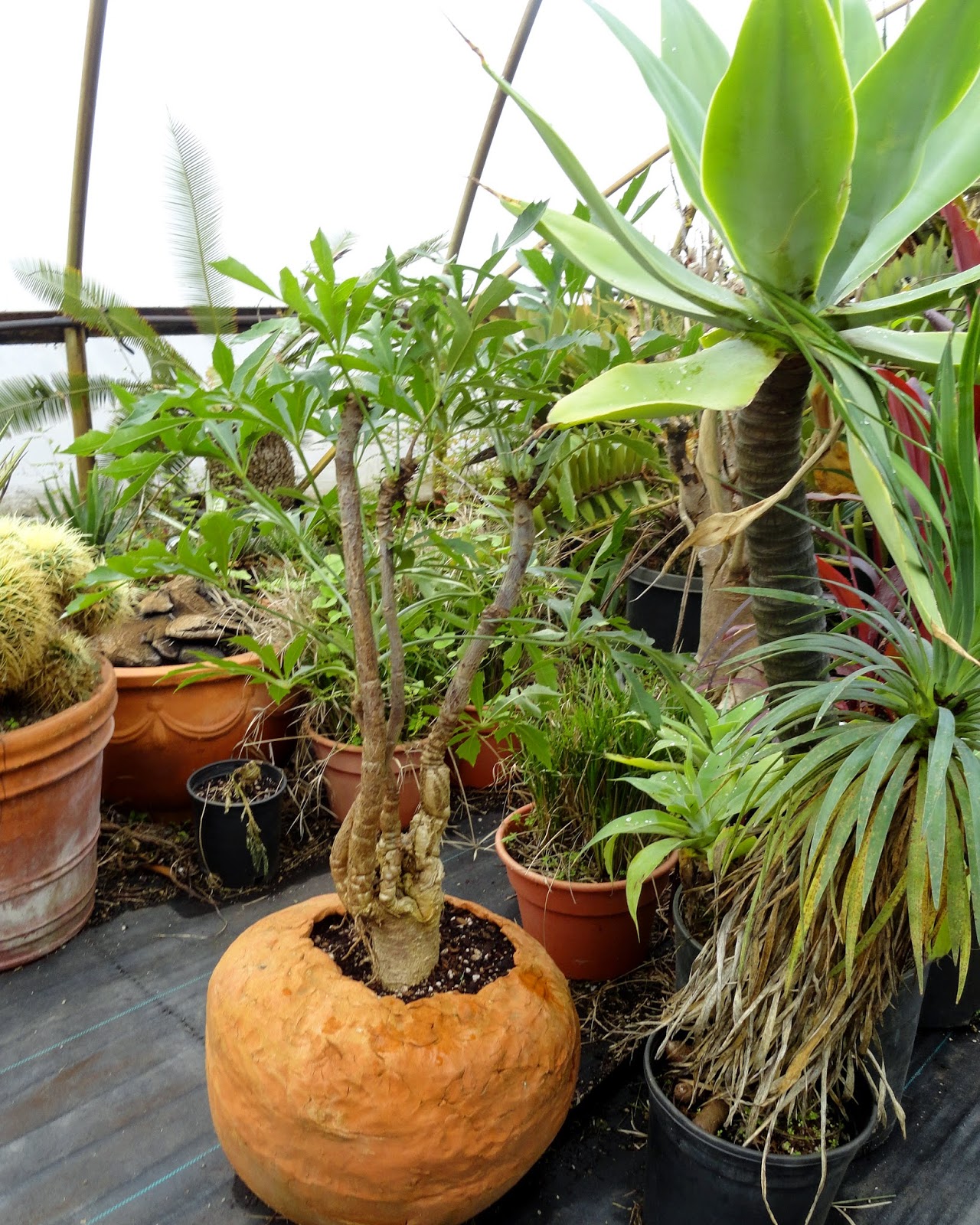 danger garden Rare Plant Research Open House, a decade of
