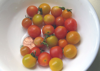 Annieinaustin, tiny tomatoes