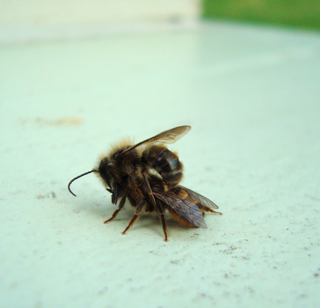 Strumelia's Blog Little hornfaced bees mating!