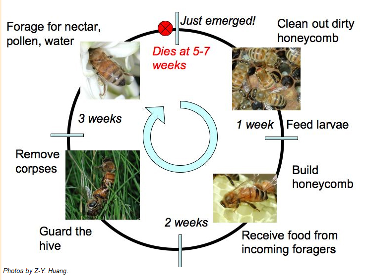 Queen Bee Life Cycle Chart